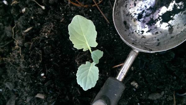 Soil Growers Group