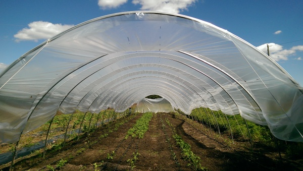 Tunnel Growers Group