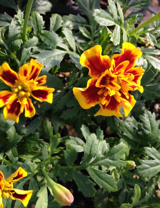 marigold grow easily from seed + attract beneficial insects amy dabbs